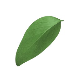 Photo of Green leaf of Ficus elastica plant isolated on white