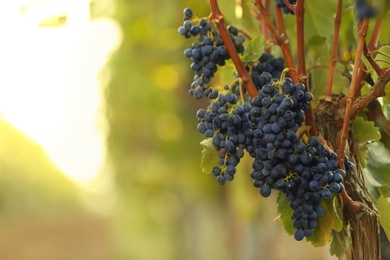 Fresh ripe juicy grapes growing on branches in vineyard