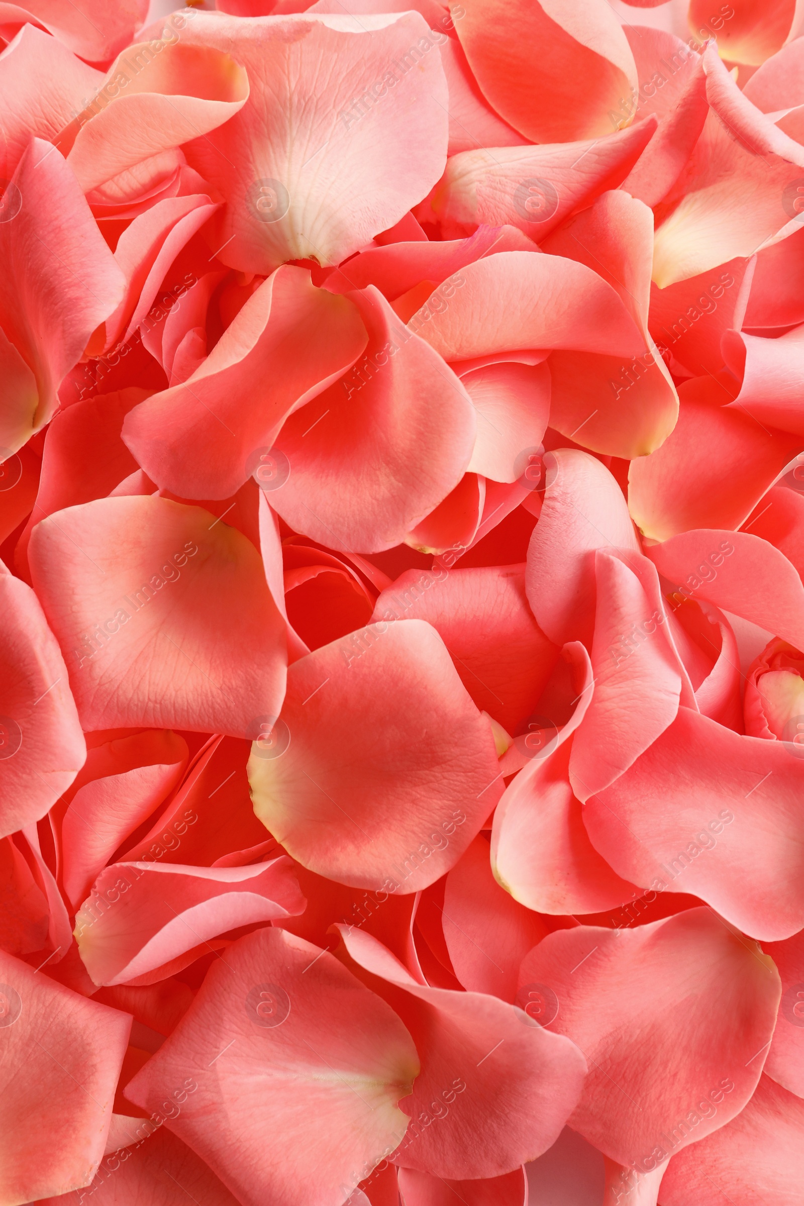 Photo of Beautiful rose petals as background