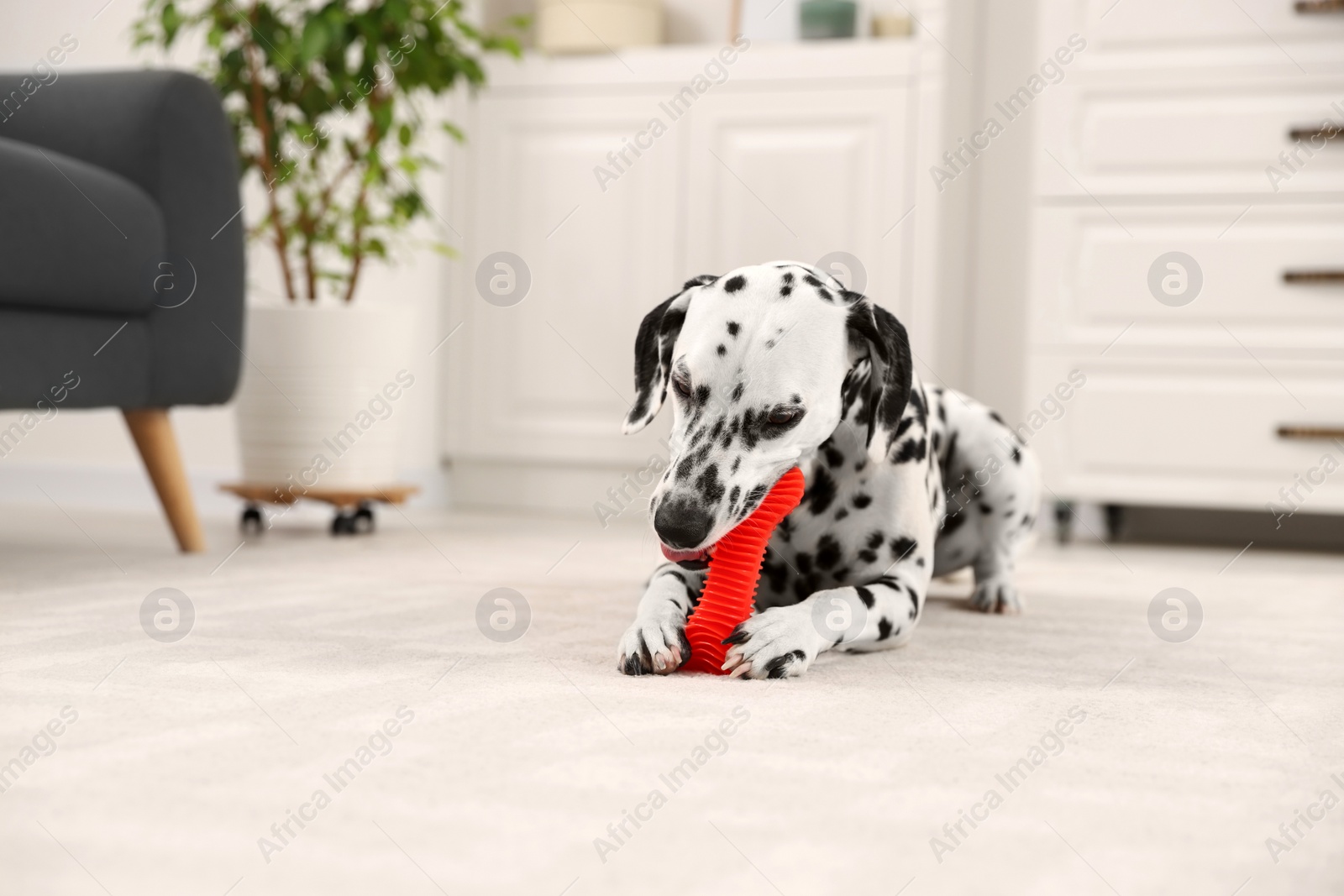 Photo of Adorable Dalmatian dog playing with toy indoors. Lovely pet