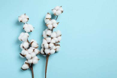 Photo of Branches with cotton flowers on light blue background, top view. Space for text