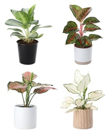 Set of Aglaonema plants for house on white background 
