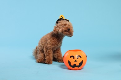 Photo of Happy Halloween. Cute Maltipoo dog with hat and pumpkin treat bucket on light blue background