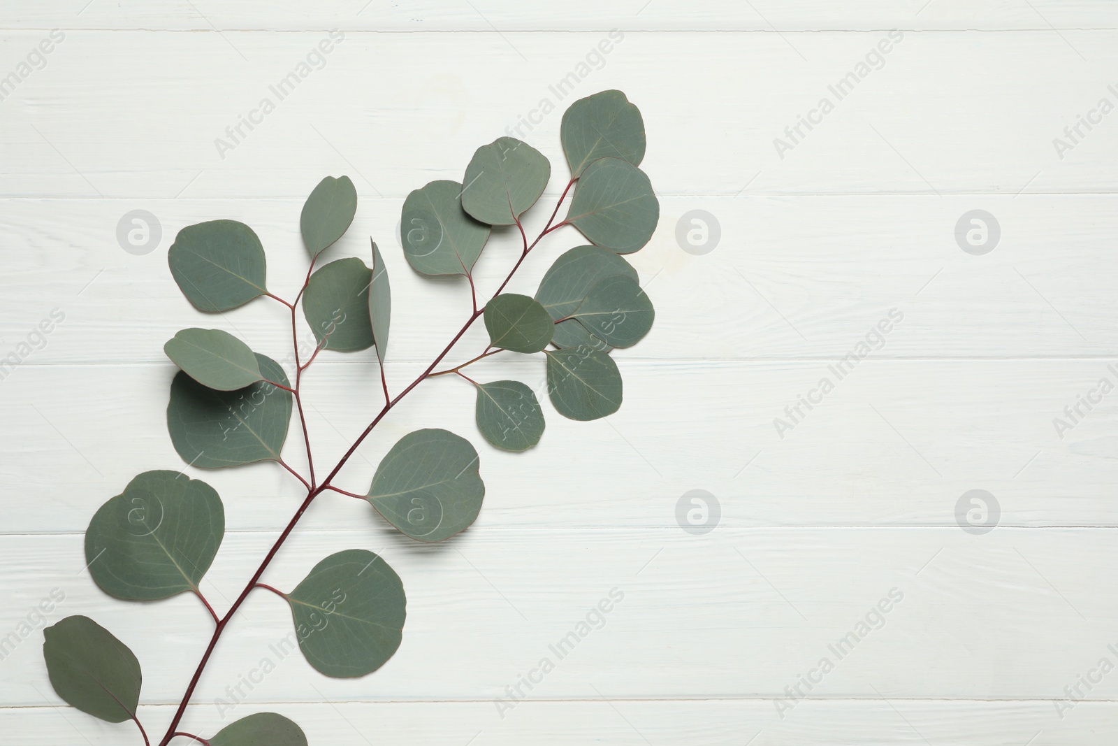 Photo of Eucalyptus branch with fresh green leaves on white wooden table, top view. Space for text