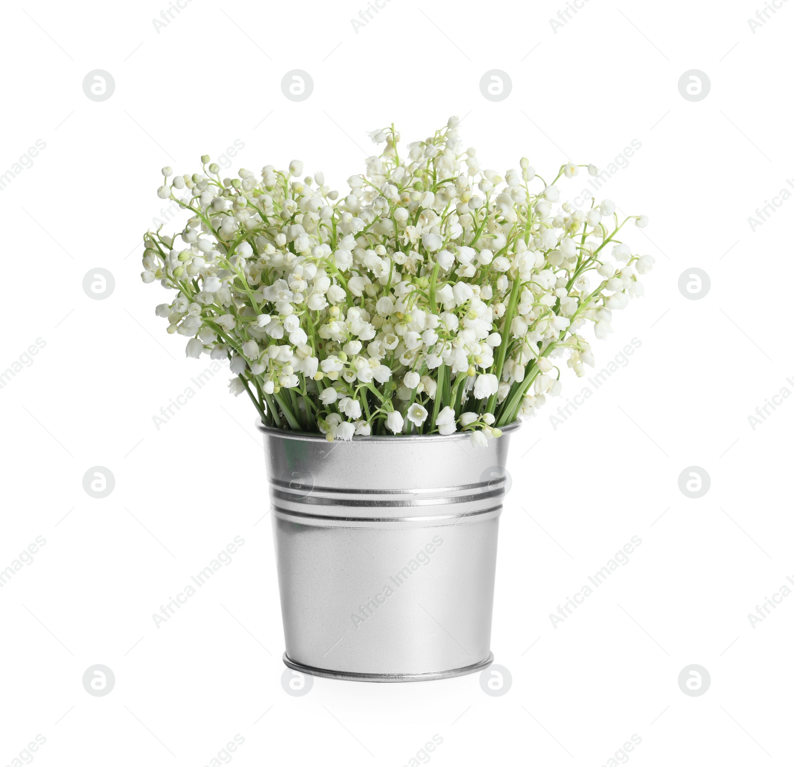 Photo of Bucket with beautiful lily of the valley flowers isolated on white