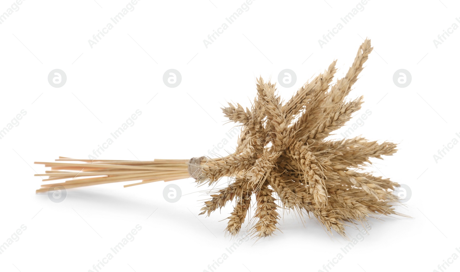 Photo of Ears of wheat on white background. Cereal plant