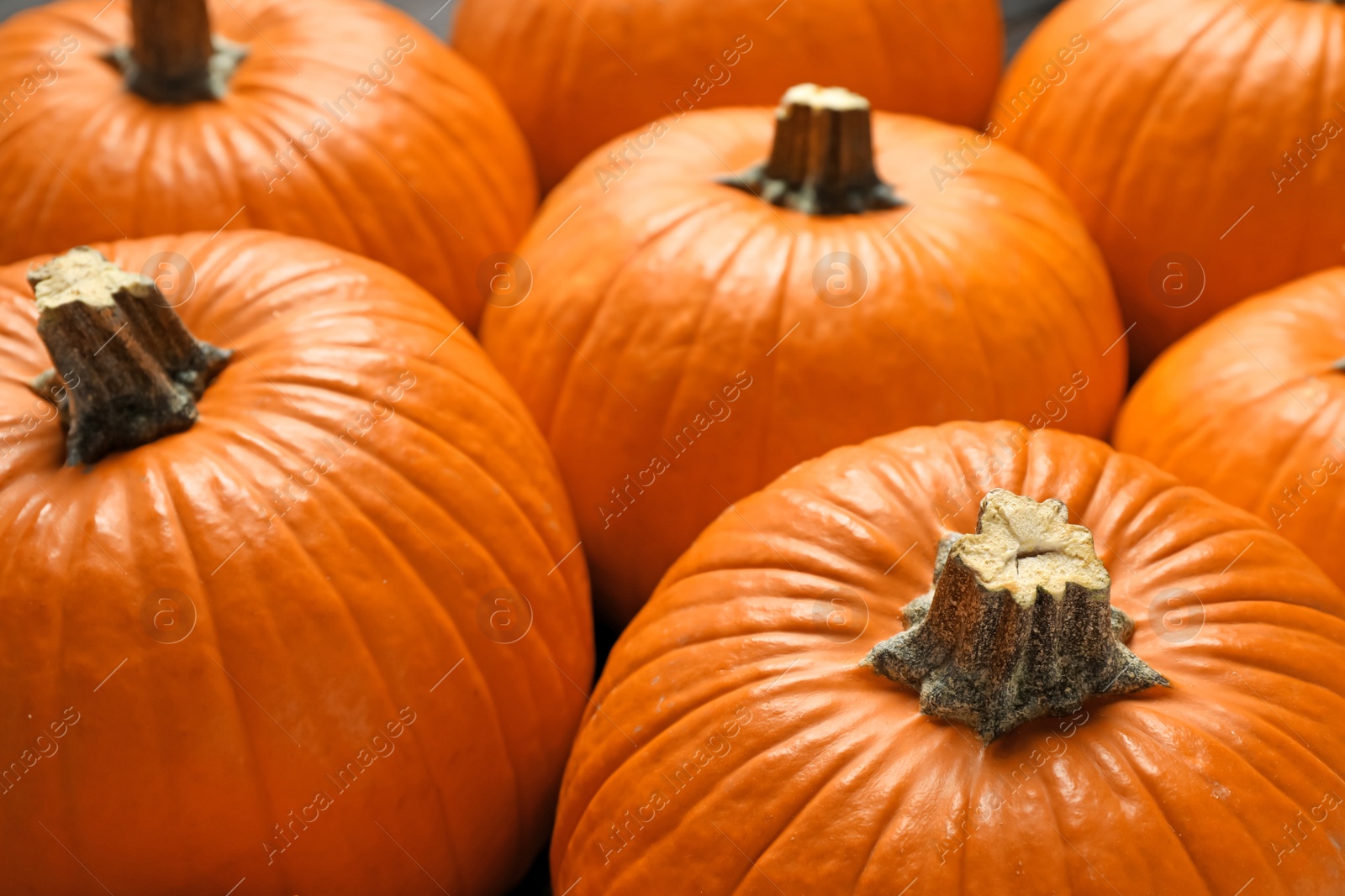 Photo of Many ripe orange pumpkins as background, closeup