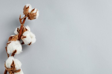 Photo of Dried cotton branch with fluffy flowers on light grey background, top view. Space for text