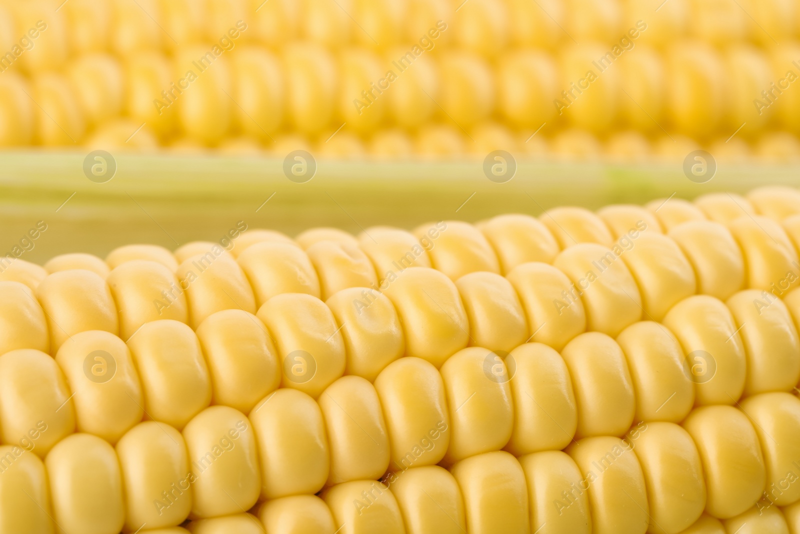 Photo of Ripe raw corn cobs as background, closeup