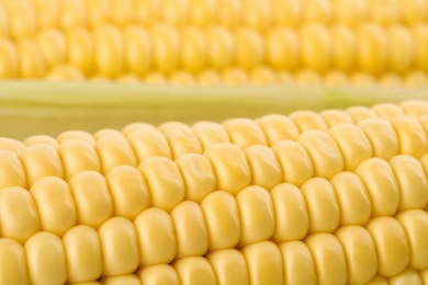 Photo of Ripe raw corn cobs as background, closeup