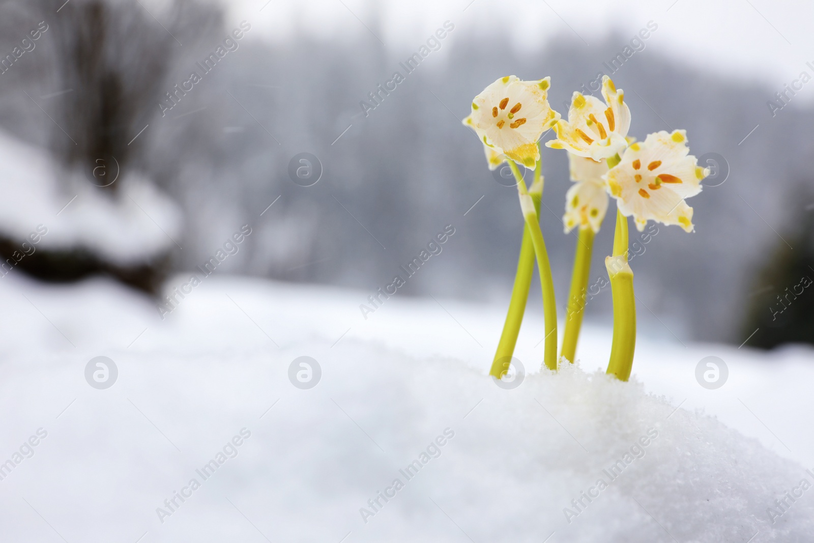 Photo of Spring snowflakes growing outdoors on winter day. Beautiful flowers