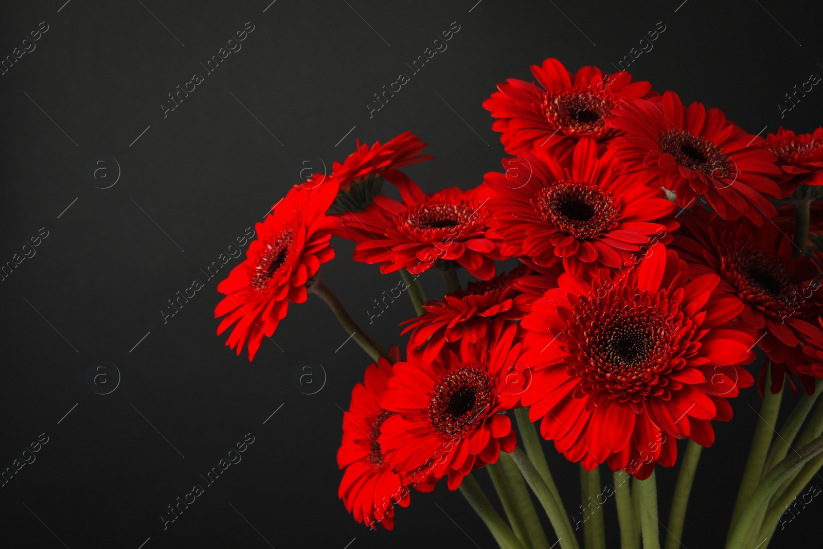 Photo of Bouquet of beautiful red gerbera flowers on black background