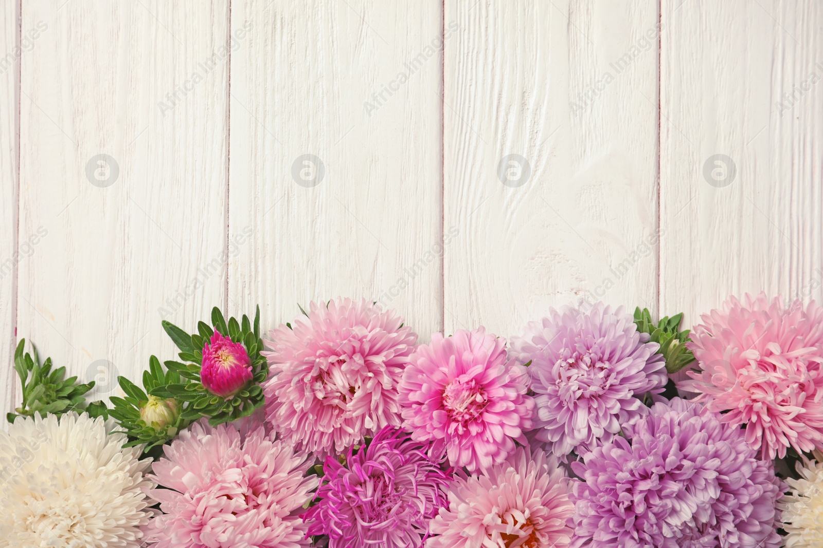 Photo of Beautiful aster flowers and space for text on wooden background, flat lay