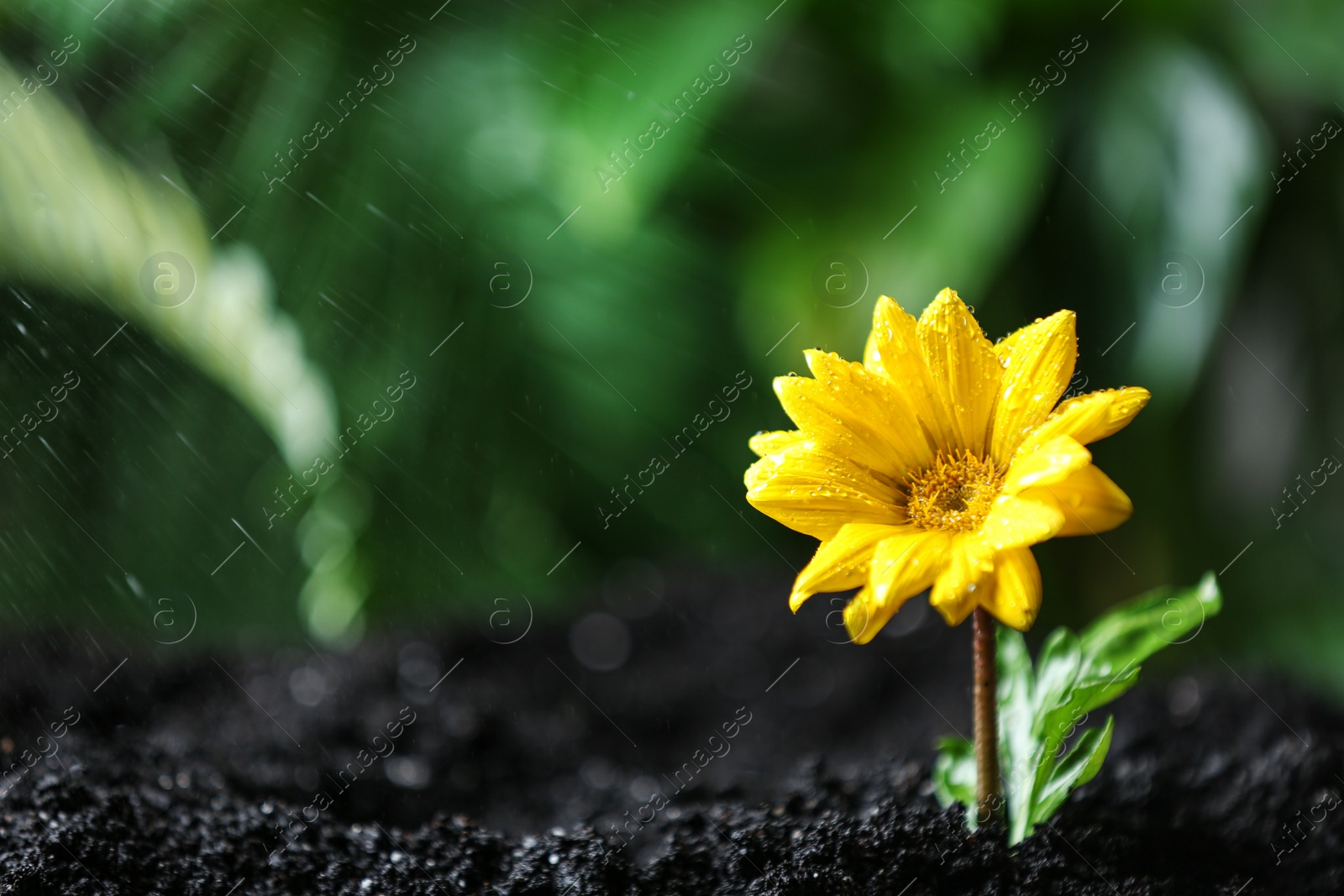 Photo of Fresh flower in fertile soil under rain, space for text