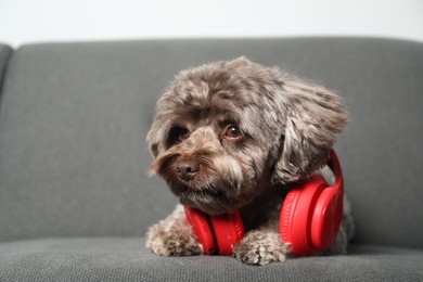 Photo of Cute Maltipoo dog with headphones on sofa indoors. Lovely pet