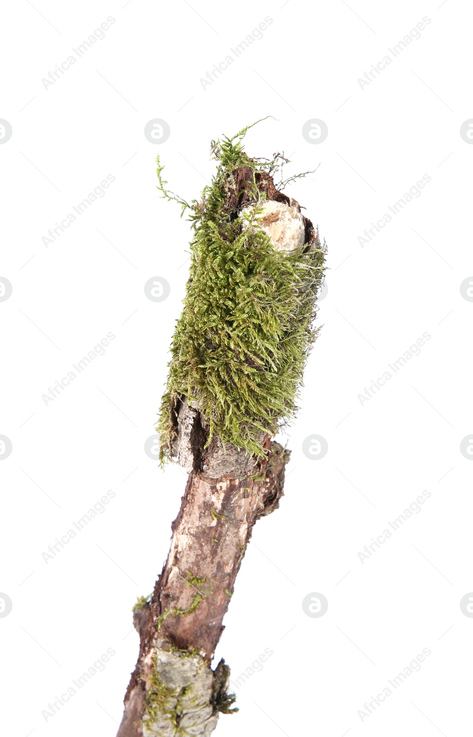 Photo of Dry tree branch with moss isolated on white