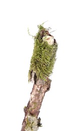 Photo of Dry tree branch with moss isolated on white