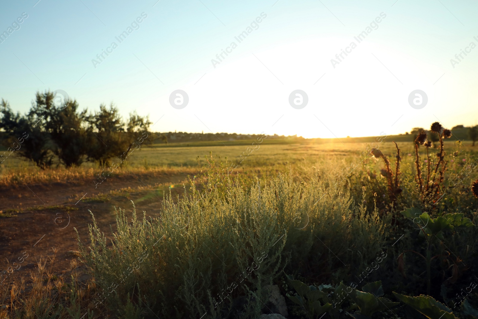 Photo of Beautiful field at sunrise. Early morning landscape