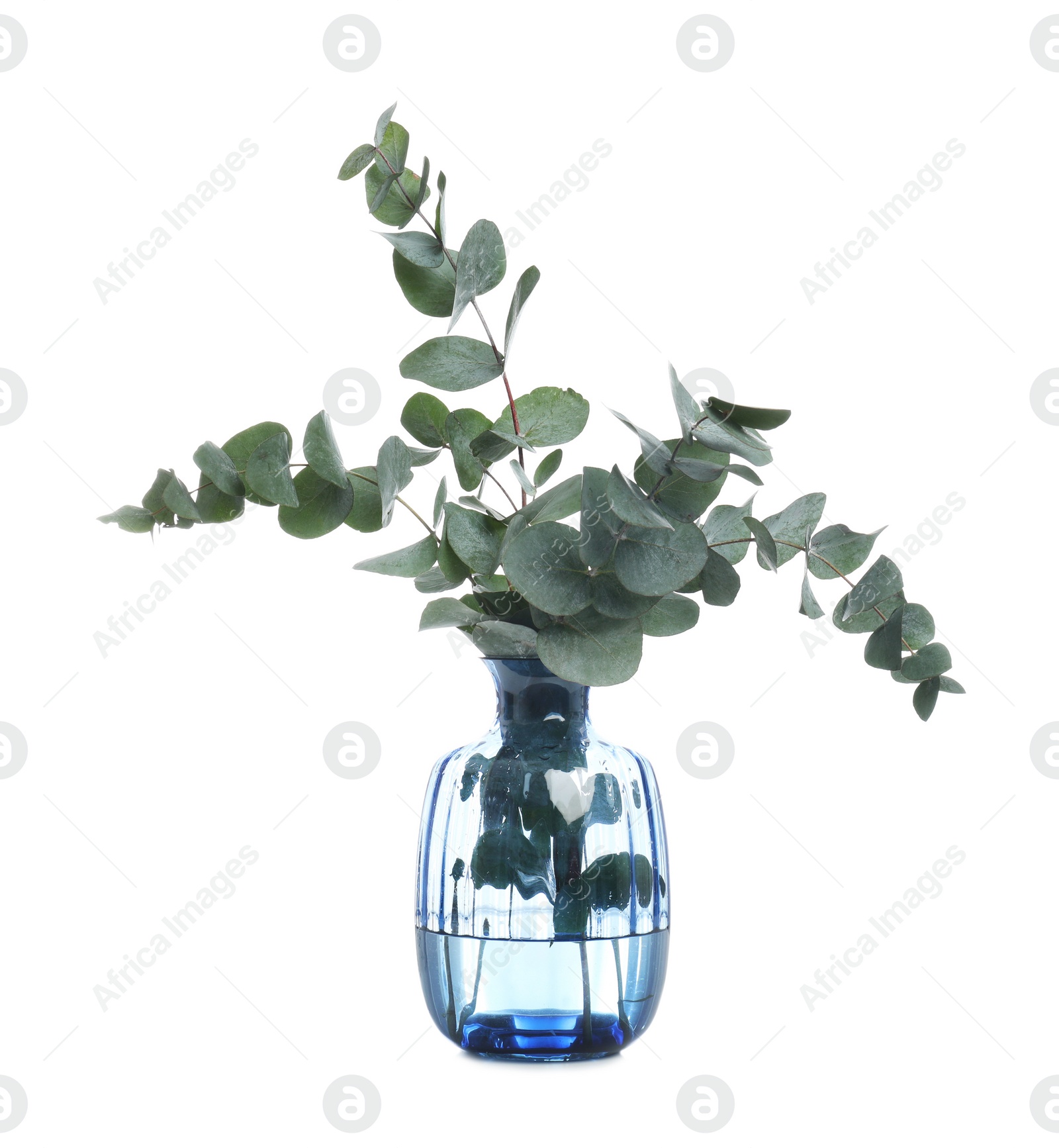 Photo of Vase with beautiful eucalyptus branches on white background