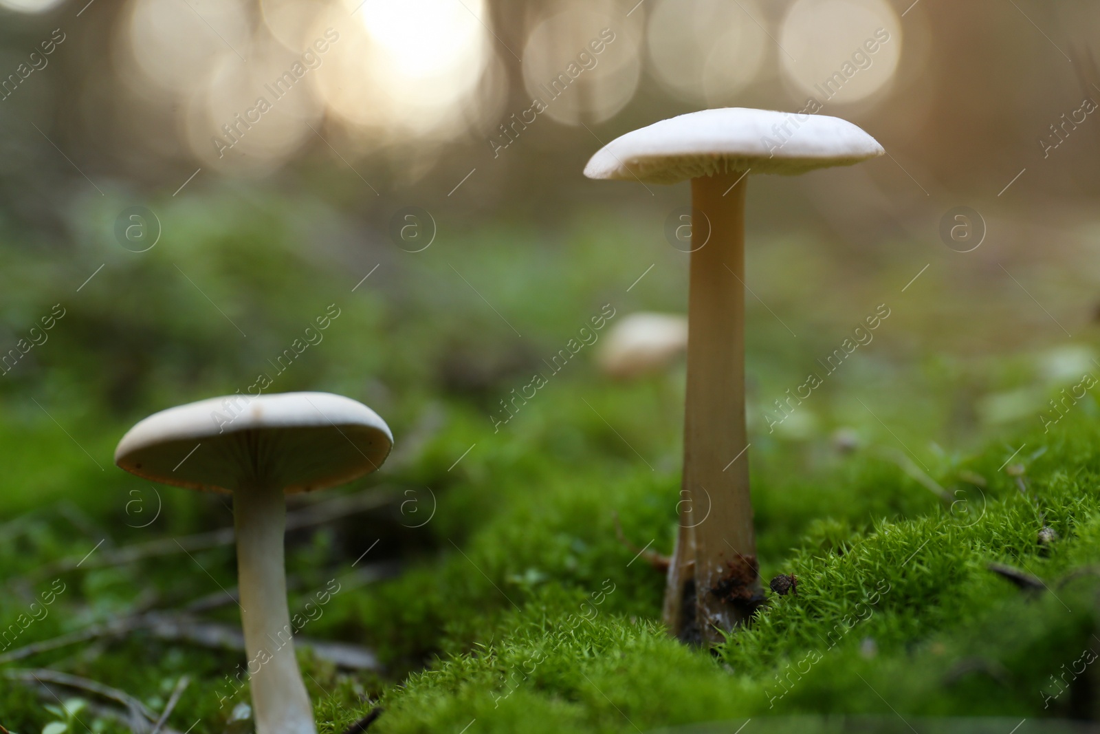 Photo of Mushrooms growing in wilderness on autumn day, closeup