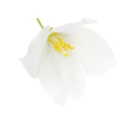 Photo of Beautiful delicate jasmine flower isolated on white