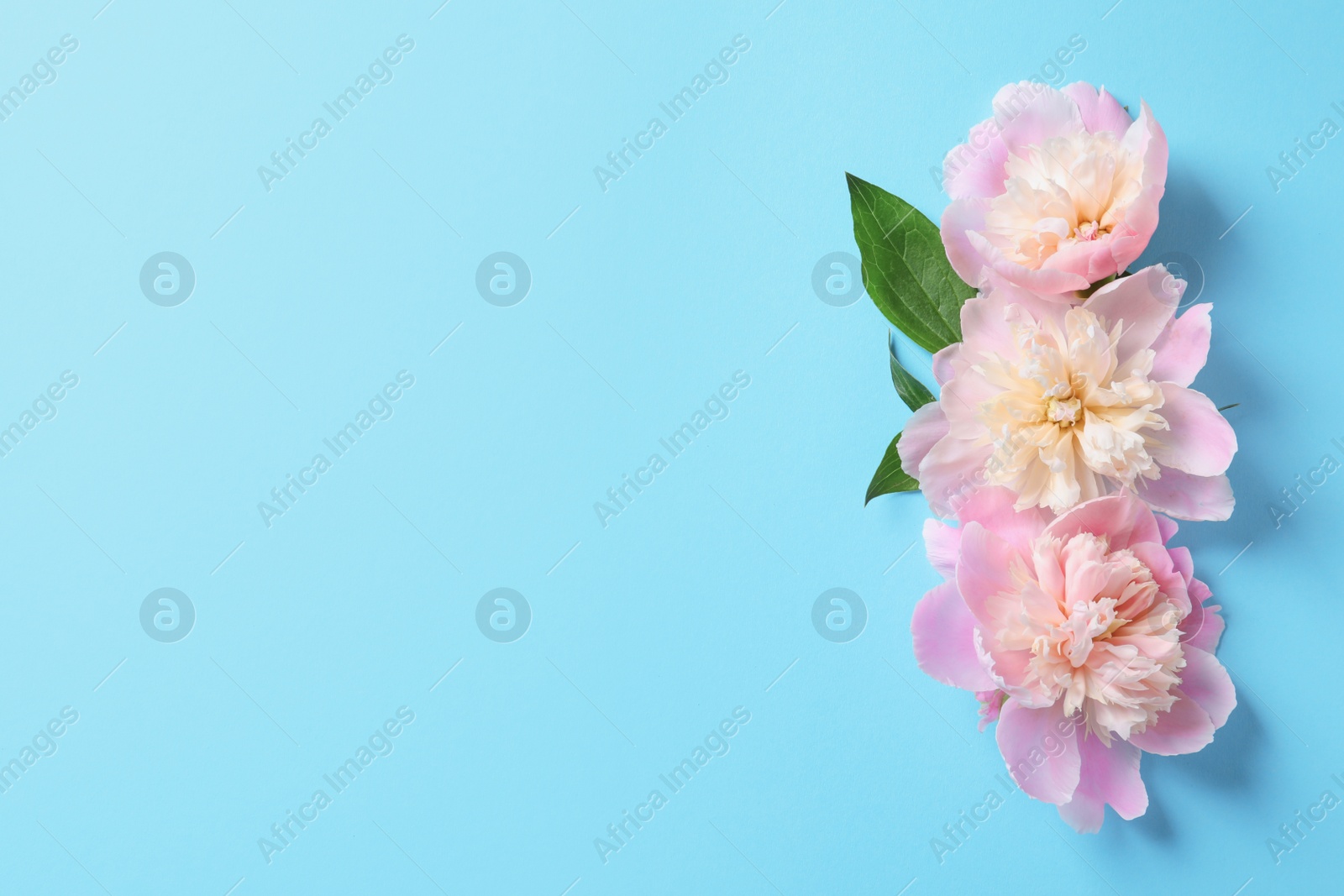 Photo of Beautiful fragrant peony flowers on color background