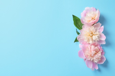 Beautiful fragrant peony flowers on color background