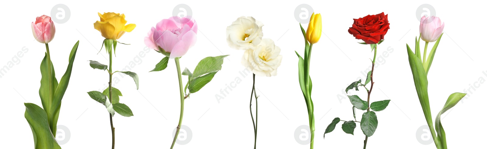 Image of Different beautiful flowers isolated on white, set