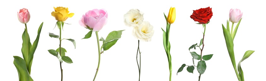 Image of Different beautiful flowers isolated on white, set