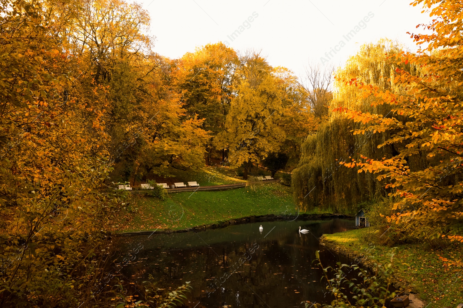 Photo of Beautiful swans in lake and yellowed trees in park