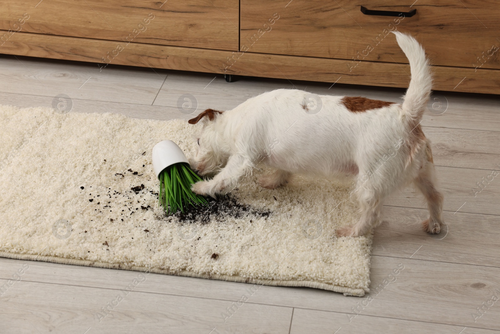 Photo of Cute dog near overturned houseplant on rug indoors