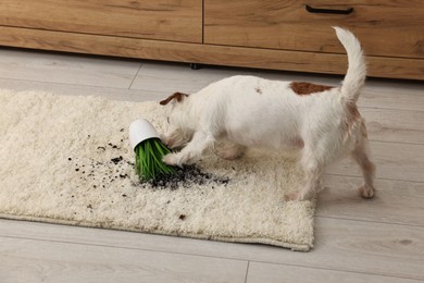 Cute dog near overturned houseplant on rug indoors