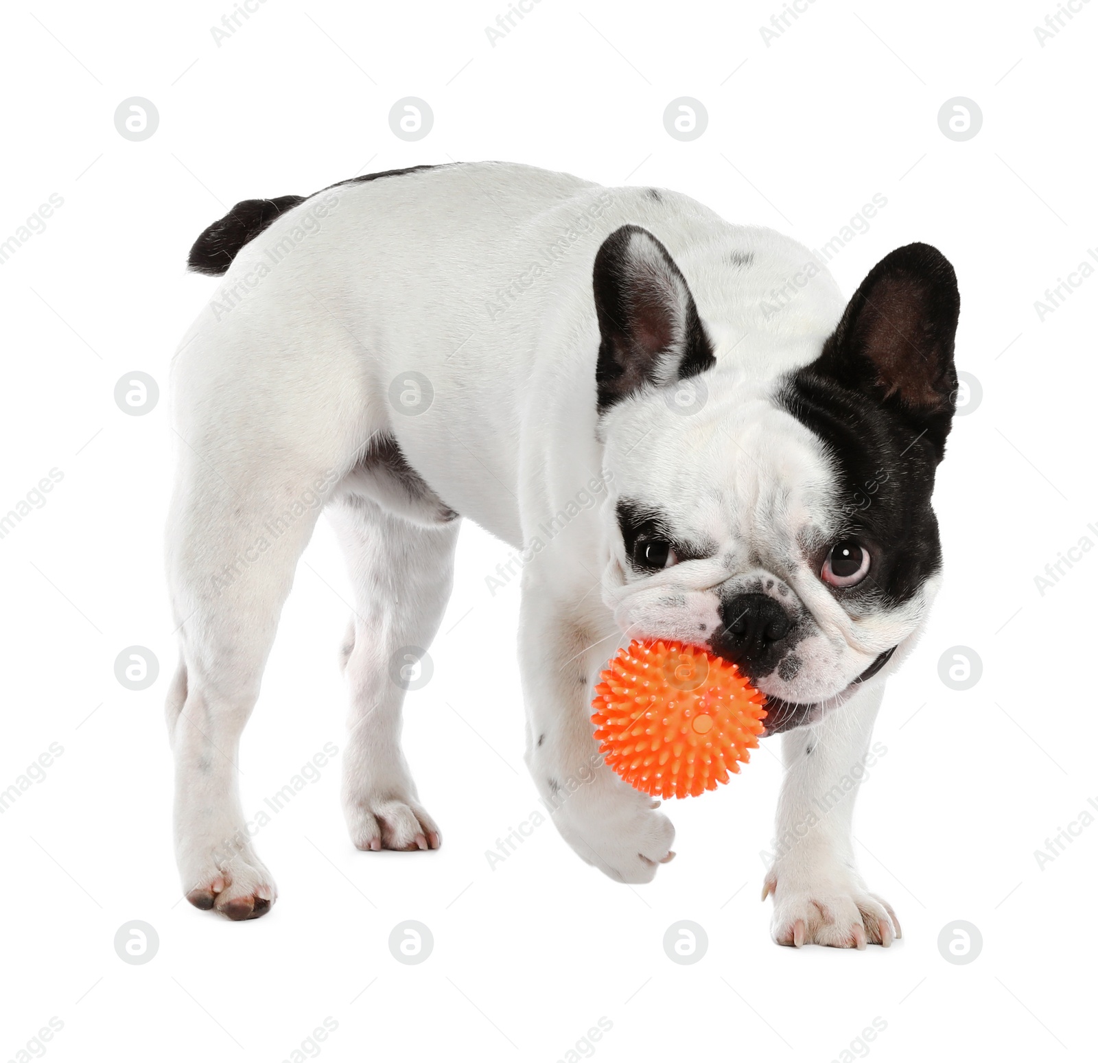 Photo of French bulldog playing with toy on white background