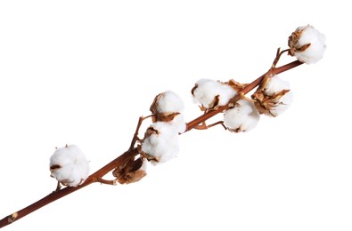 Photo of Dried cotton branch with fluffy flowers isolated on white