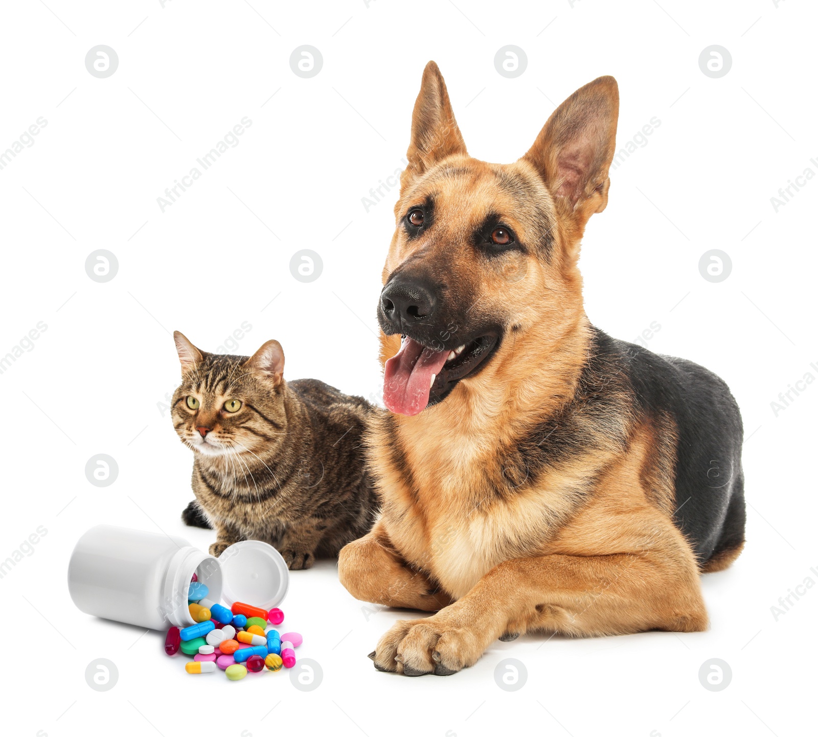 Image of Vitamins for pets. Cute dog with cat and different pills on white background