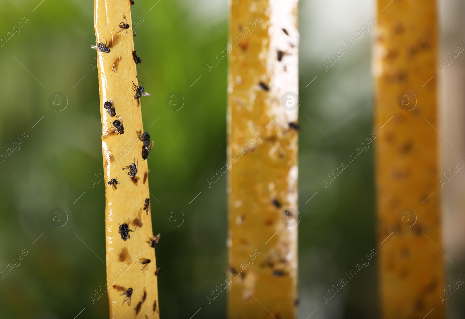 Photo of Sticky insect tapes with dead flies on blurred background, space for text