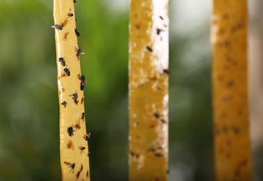 Photo of Sticky insect tapes with dead flies on blurred background, space for text