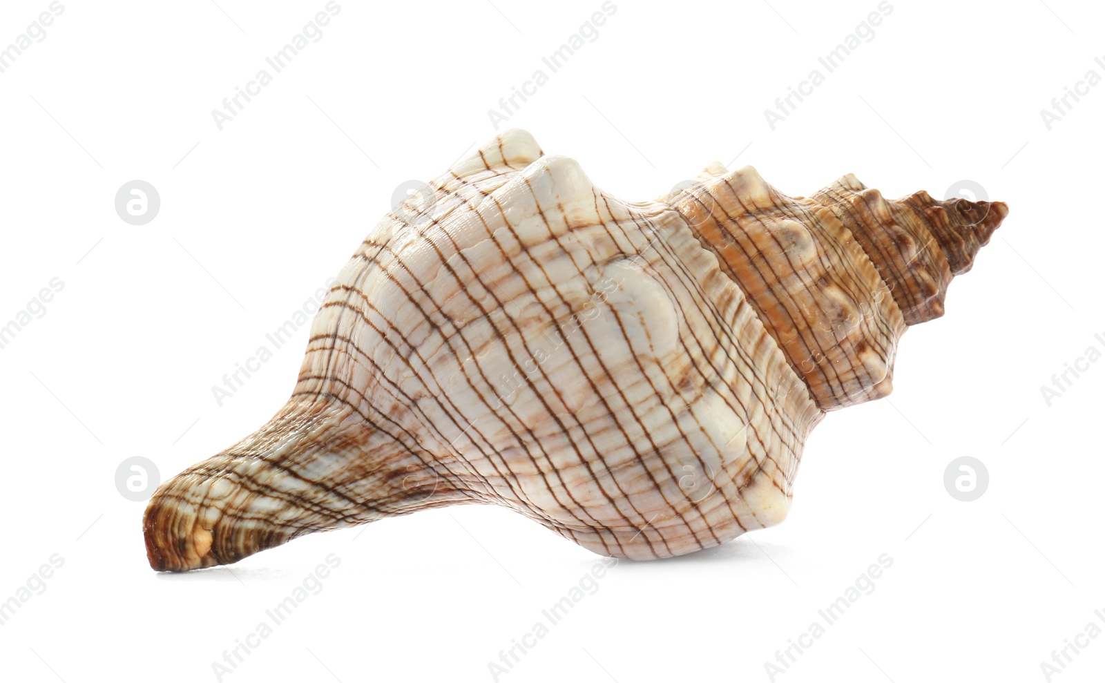 Photo of Beautiful exotic sea shell isolated on white