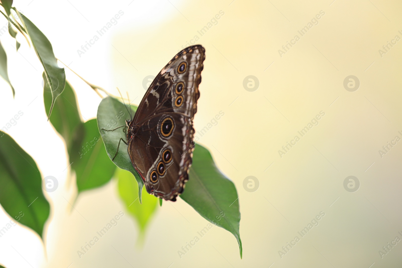 Photo of Beautiful Blue Morpho butterfly on green leaf