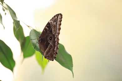 Beautiful Blue Morpho butterfly on green leaf