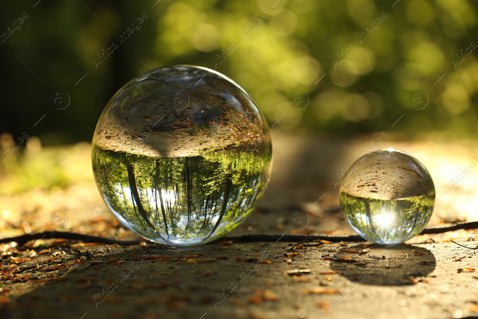 Photo of Beautiful forest with green trees, overturned reflection. Crystal balls on ground outdoors