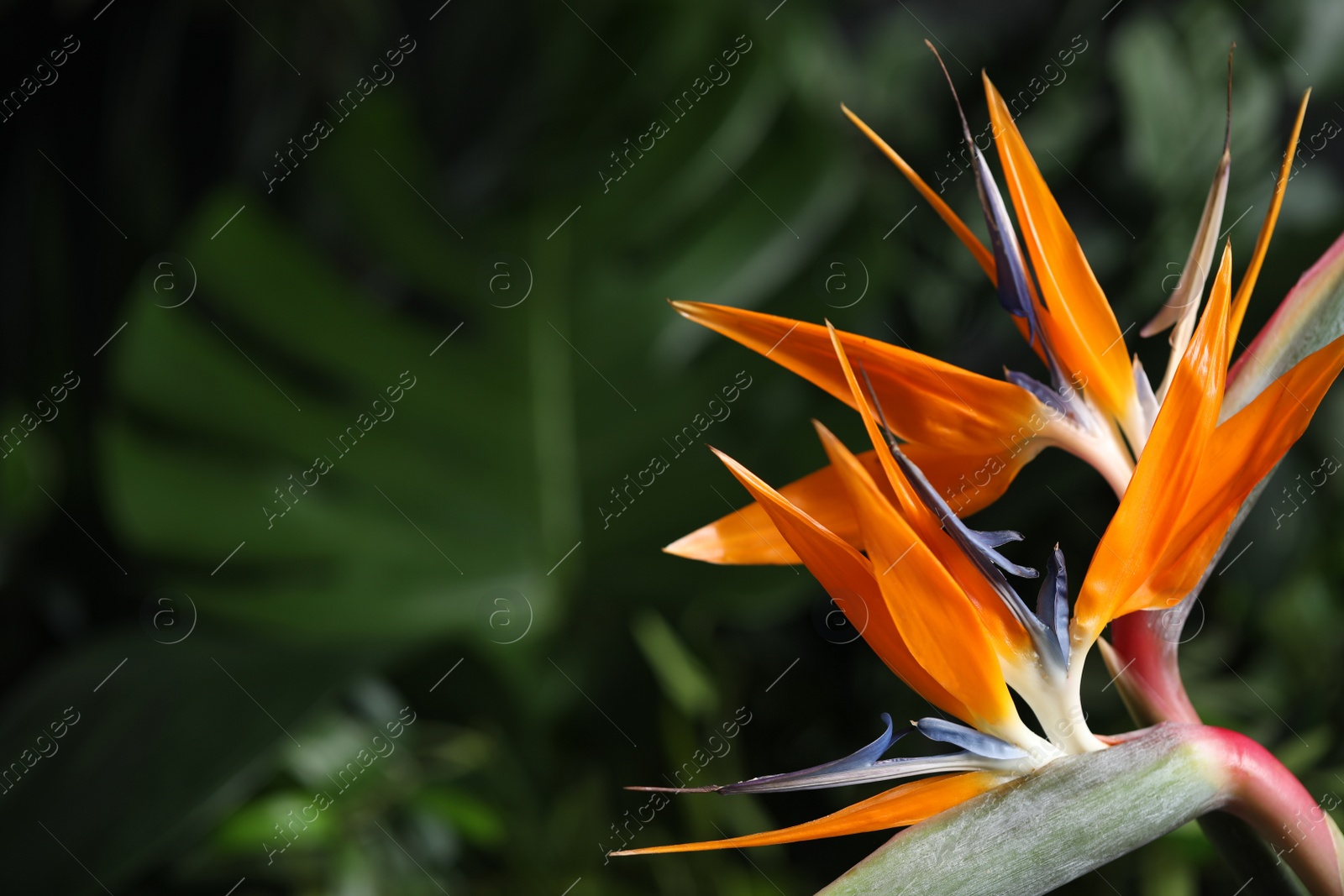 Photo of Bird of Paradise tropical flower on blurred background, closeup. Space for text