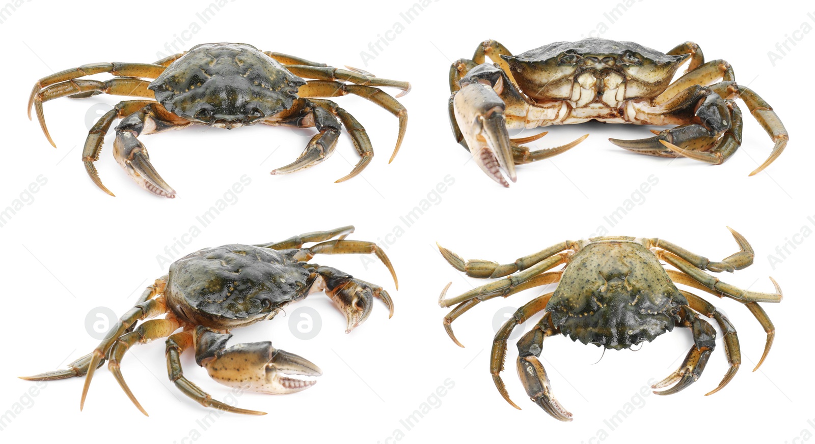 Image of Fresh raw crab isolated on white, set