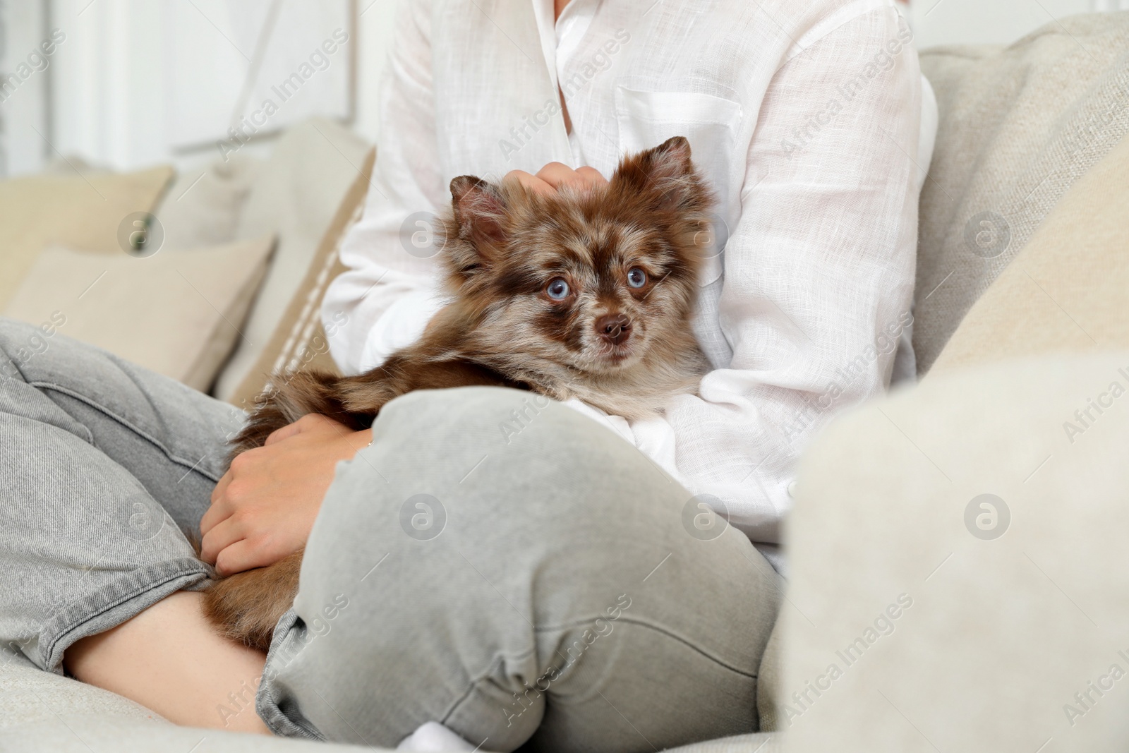 Photo of Woman with cute dog on sofa in living room, closeup