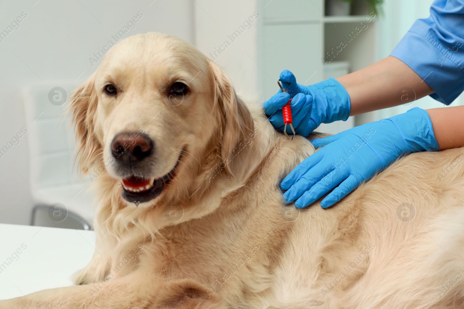 Photo of Veterinarian taking ticks off dog indoors, closeup