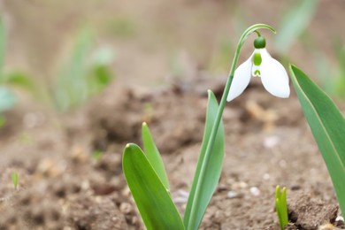 Photo of Beautiful snowdrop blooming in field, space for text. First spring flowers