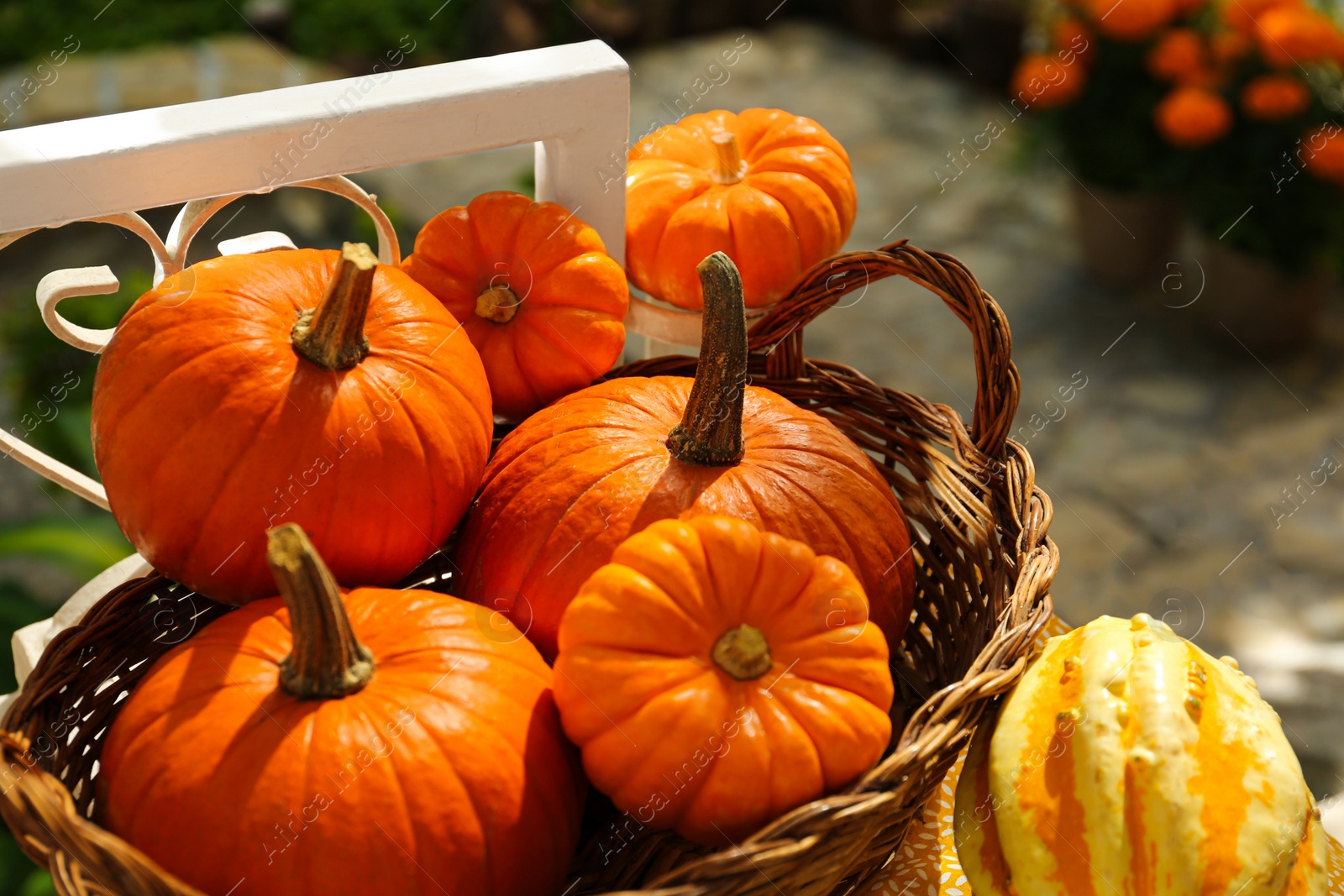 Photo of Wicker basket with whole ripe pumpkins outdoors on sunny day, closeup