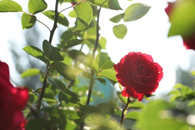 Photo of Beautiful blooming rose in garden on sunny day, space for text