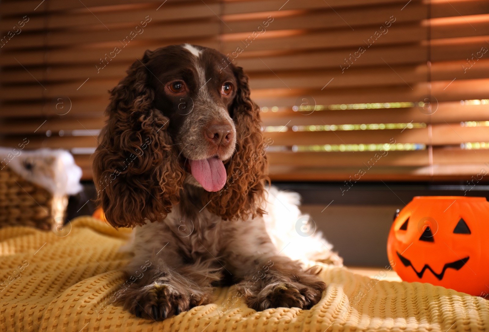 Photo of Adorable English Cocker Spaniel with Halloween trick or treat bucket on blanket indoors