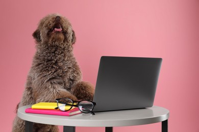 Photo of Cute Toy Poodle dog near laptop, notebooks and glasses on wooden table against pink background